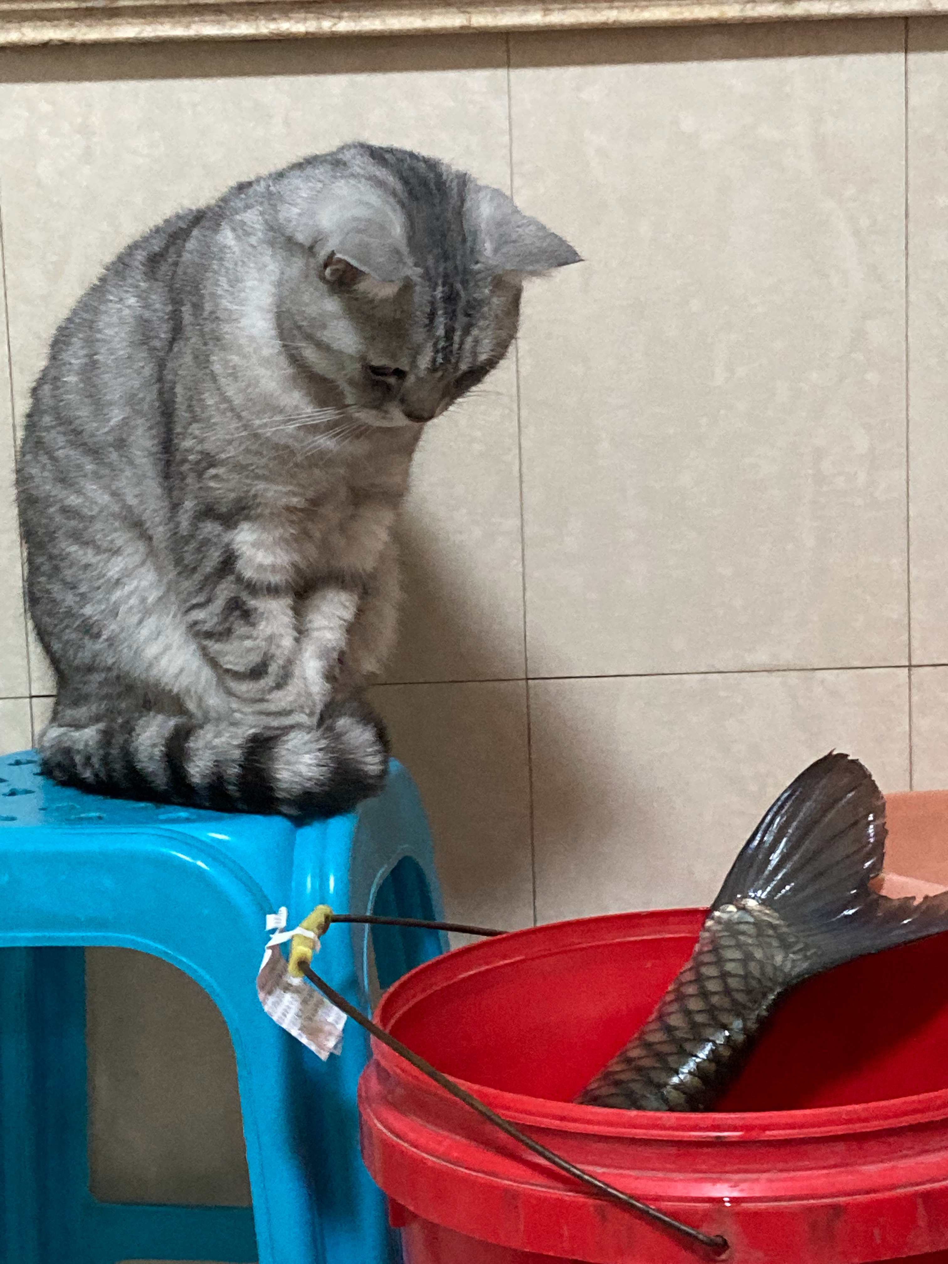 朋友送的大鱼，原谅我不认。猫咪一直在研究，大概是：从哪里下嘴？能吃得下吗？[嘻嘻