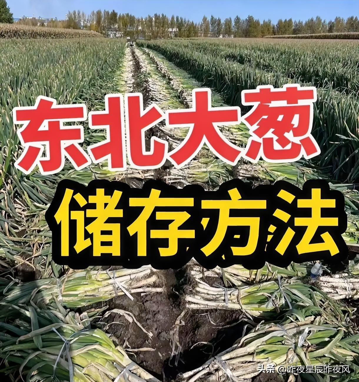 又到了囤大葱的季节！
很多人在网上吐槽，现在的大葱不好存放
一冻一化就坏了，分享
