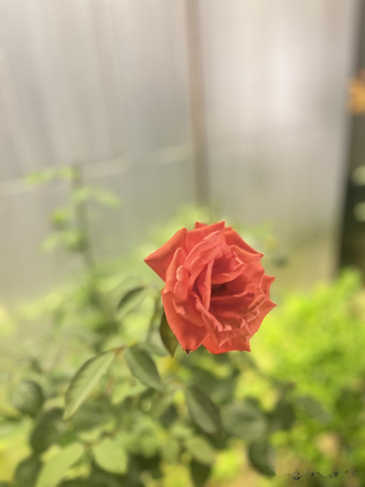 最美的呈现，不负韶光不负有心人。