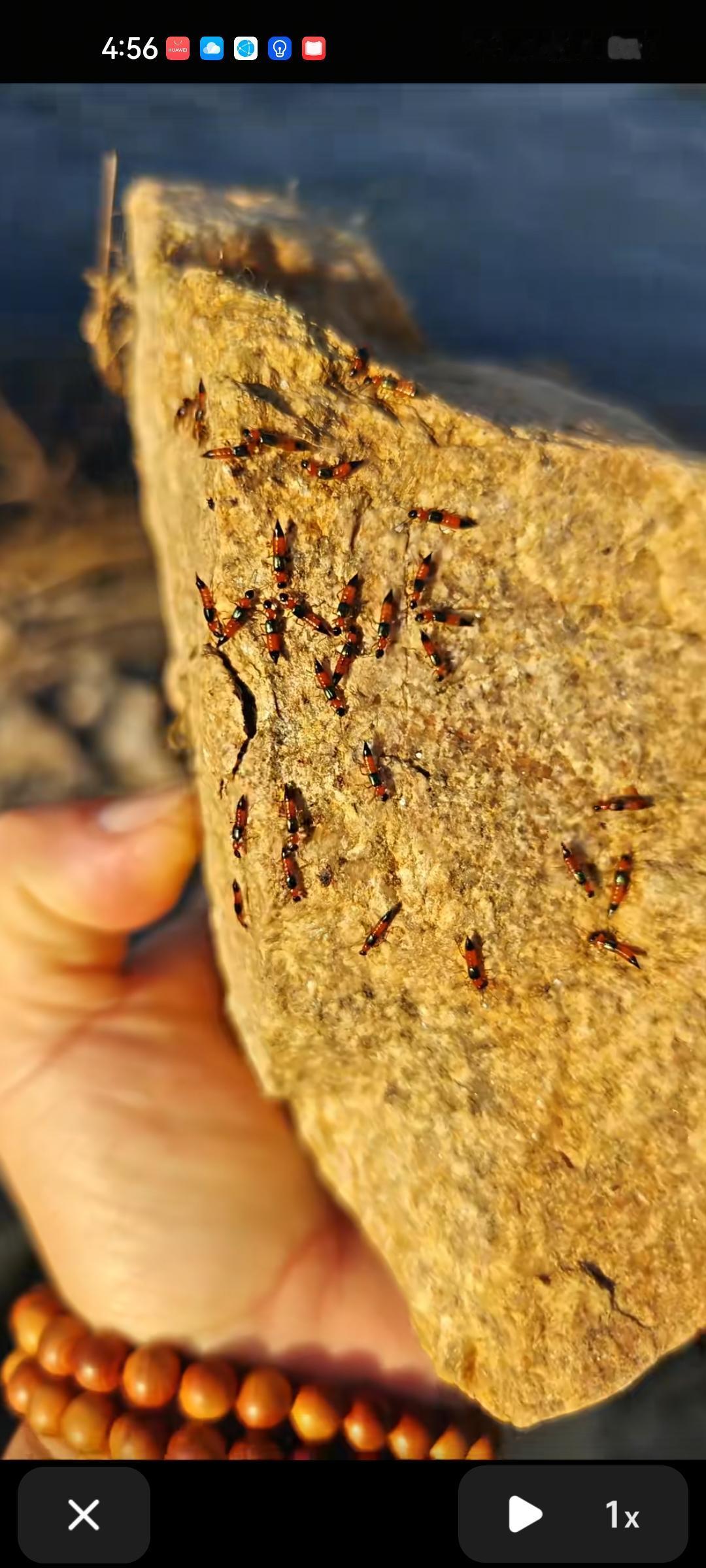 这是隐翅虫吗？