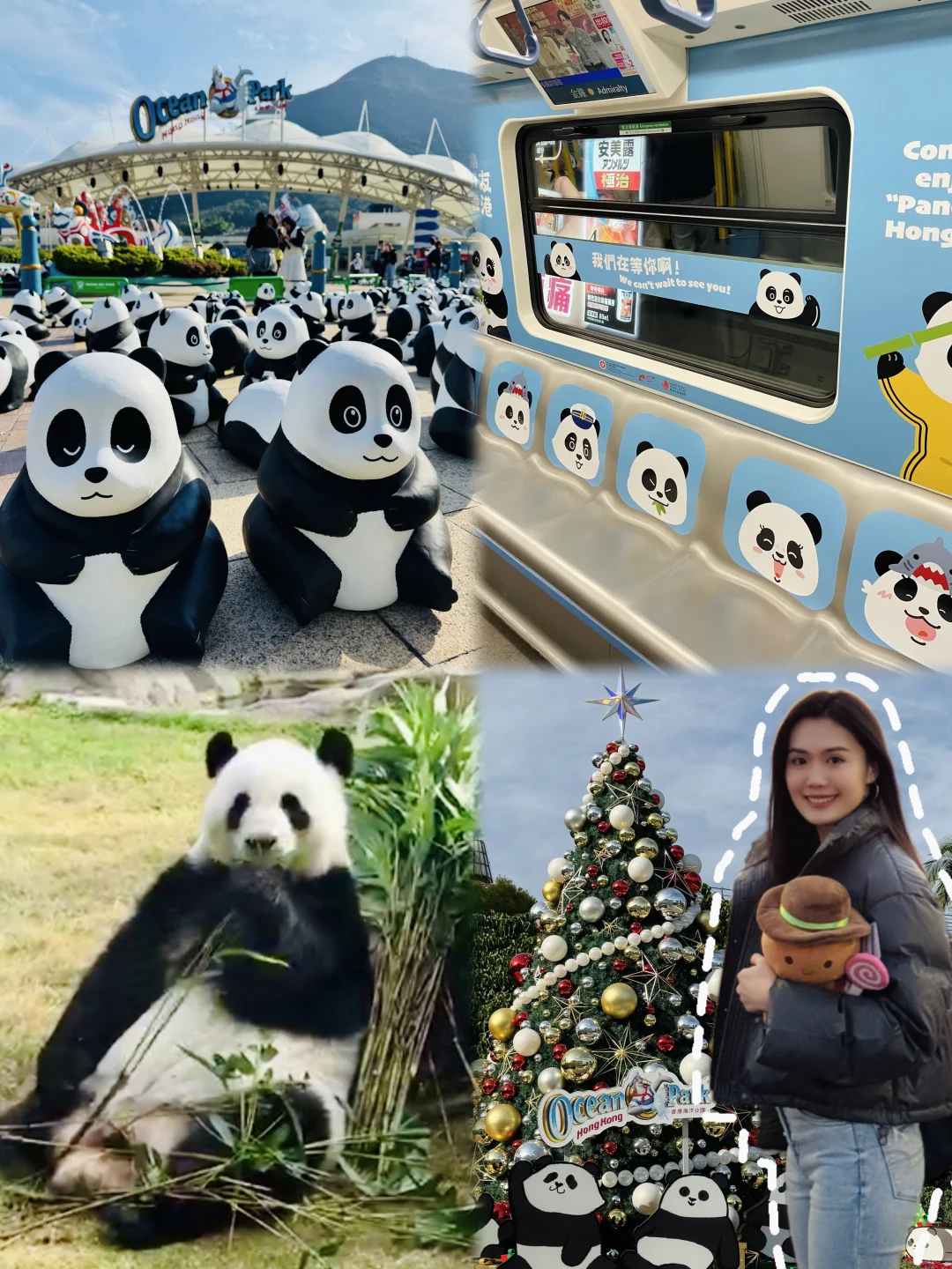 🇭🇰🐼🐾在海洋公园门口被熊猫包围了