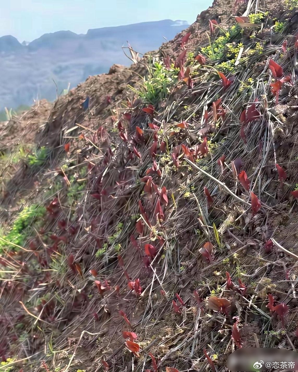 在山上看到这些怎么办？ 
