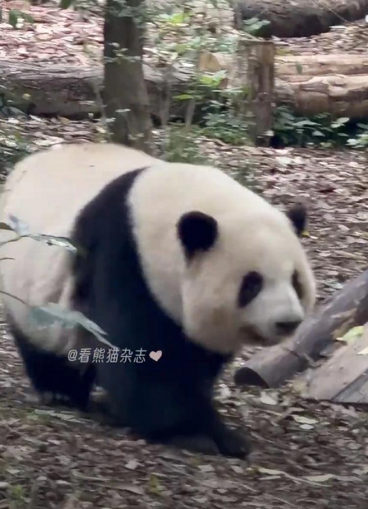 荆州刺史陶侃与变民首领杜曾鏖战数年，棋逢对手，互有胜负。陶侃竭尽全力只是将杜曾赶