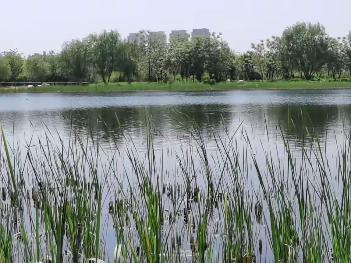 湖水荡漾心旷神怡晒图笔记大赛
湖水荡漾心旷神怡

水色风吟
 
湖水轻轻荡漾
把