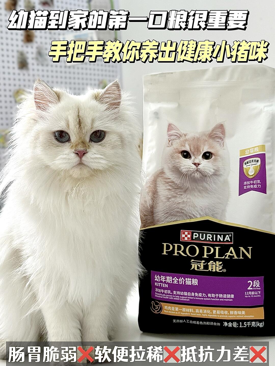 新猫到家免疫力下降？跟着我这样喂！