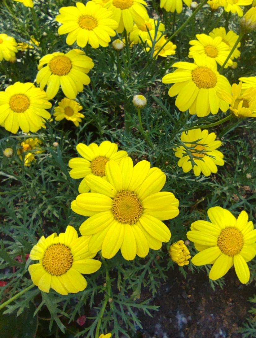 夏日小花《黄金菊》
   黄金菊是菊科菊属观赏植物，花朵明亮耀眼，花瓣舒展成辐射