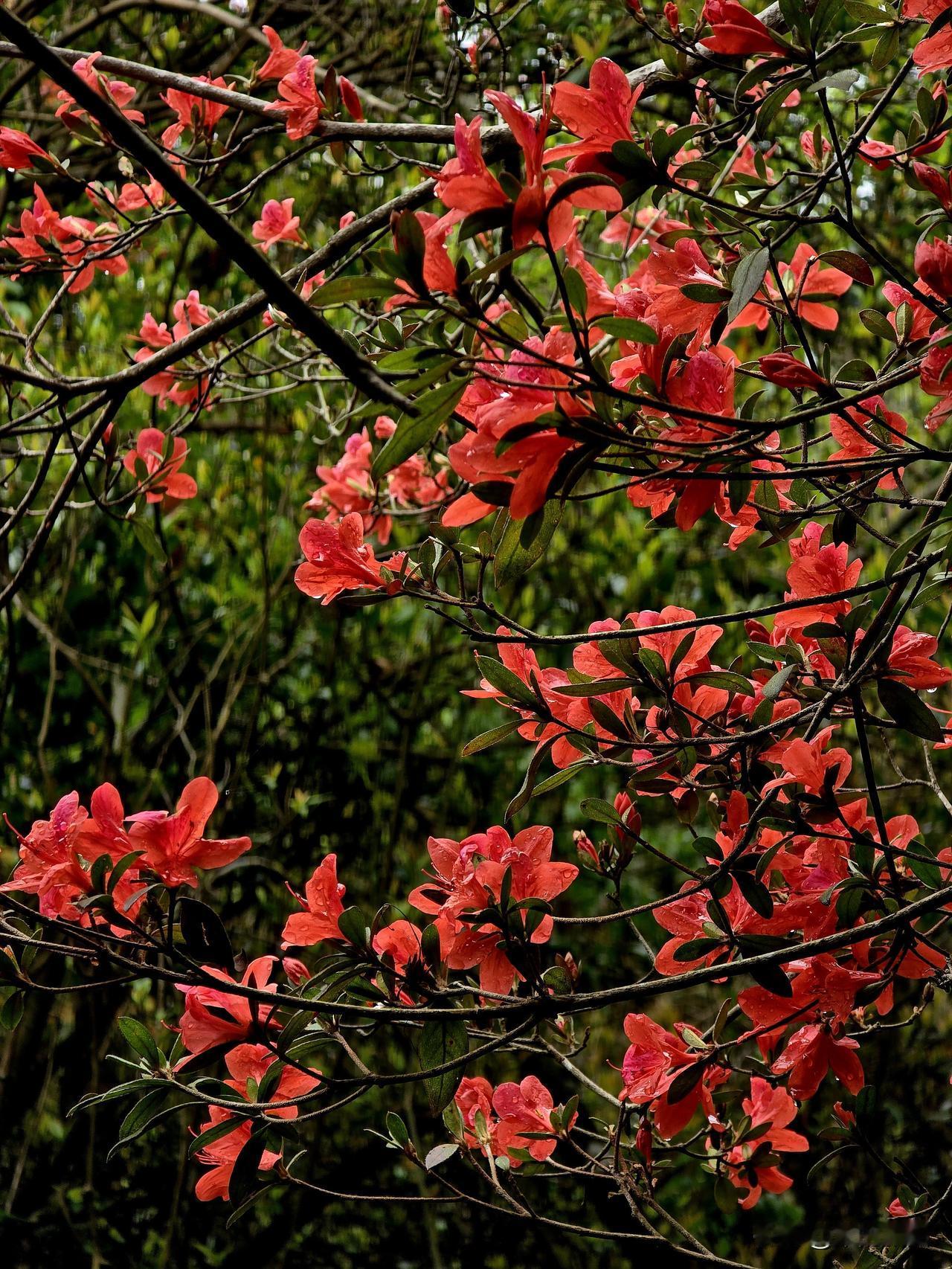 东风送暖入山峡，
满岭鹃花映彩霞。
艳蕊凝香沾雨露，
繁枝吐艳竞春华。
红燃叠嶂