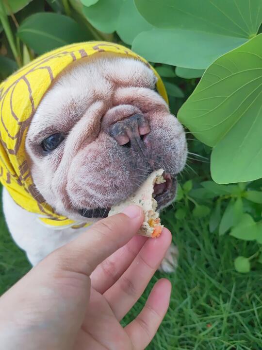 夏天快看！挑食🐶抢着吃的湿粮！​
