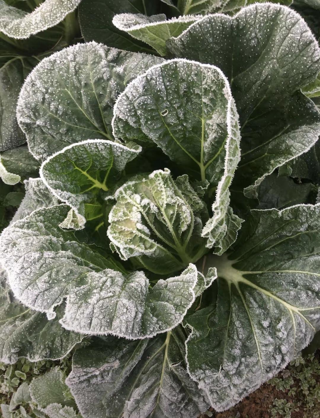 我每晚都困得不行，可脚一碰到床单就打冷战。换厚被、穿袜子、泡脚全试过，不到半小时