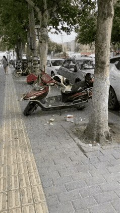 这狗还能养吗？

大街上看到的一幕，主人把狗拴到电车上去超市买菜了，狗狗就把主人