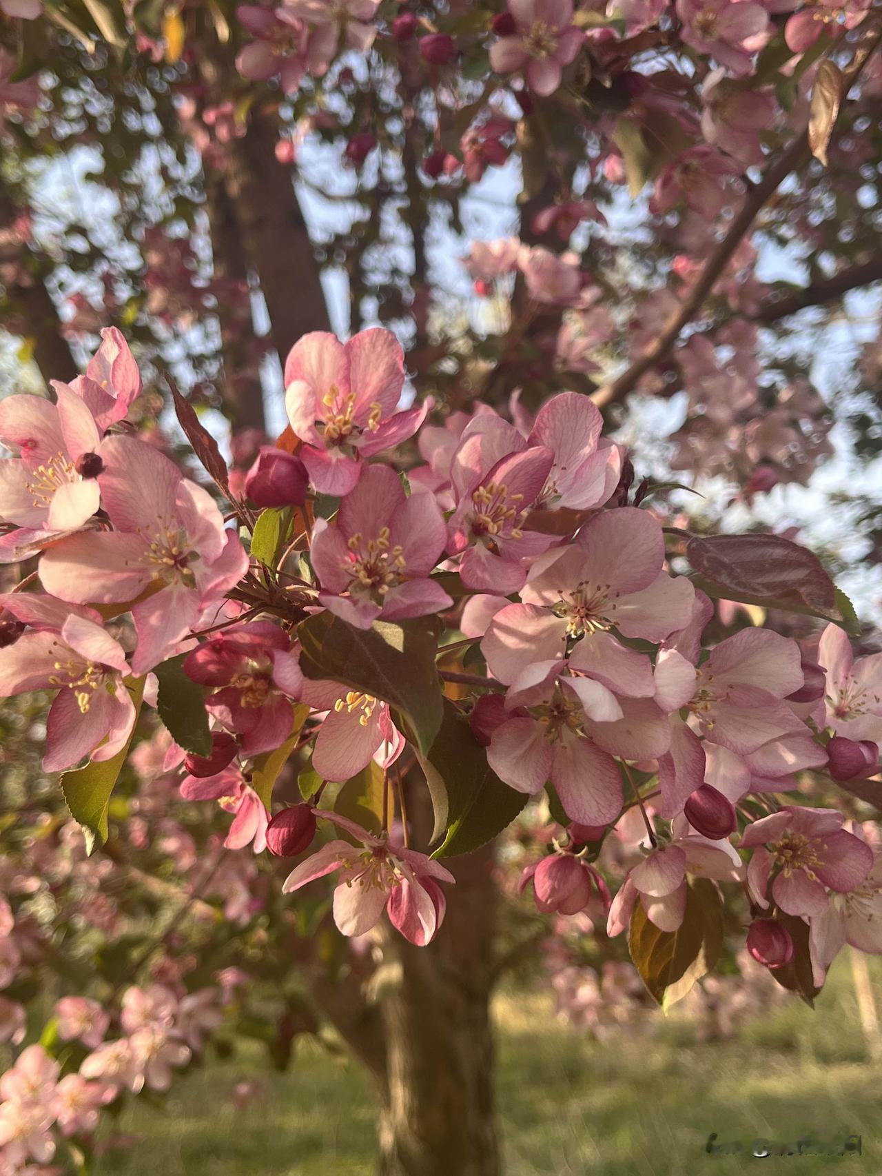 寂静的山林
粉红色的花瓣
在风里轻舞
心融进这春色里
每一笔都是甜美的诗篇

柔