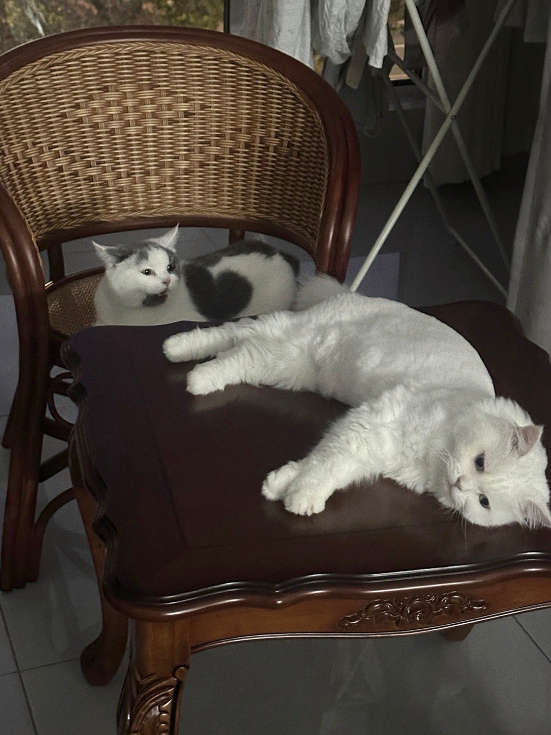☕️𖤣𖥧𖥣｡🐈‍⬛𖤣𖥧𖥣｡ ​​​