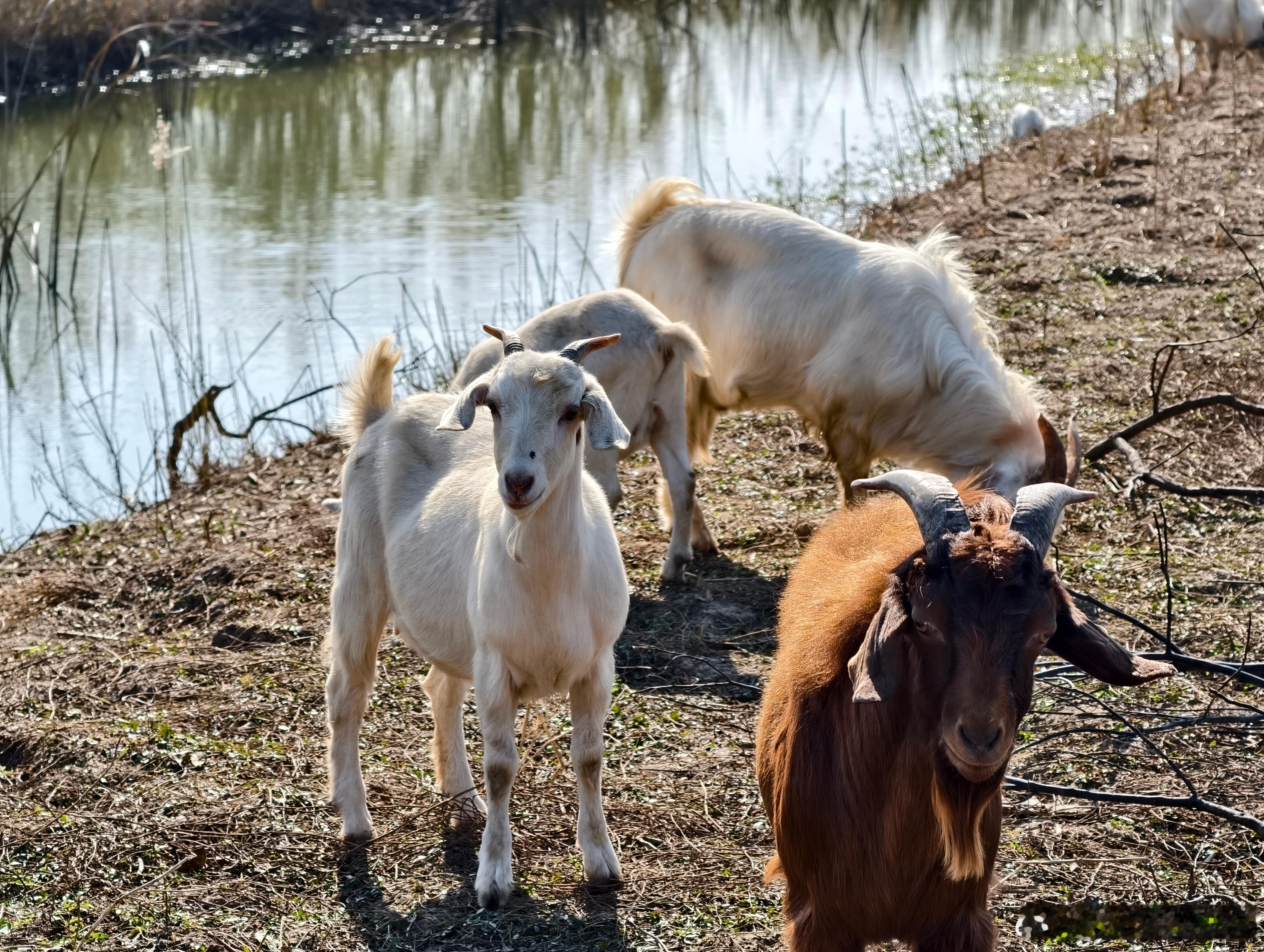 今天真的太适合去户外撒欢滑坡打滚我妈看到这些羊第一句是，羊是最通人性的，在被宰前