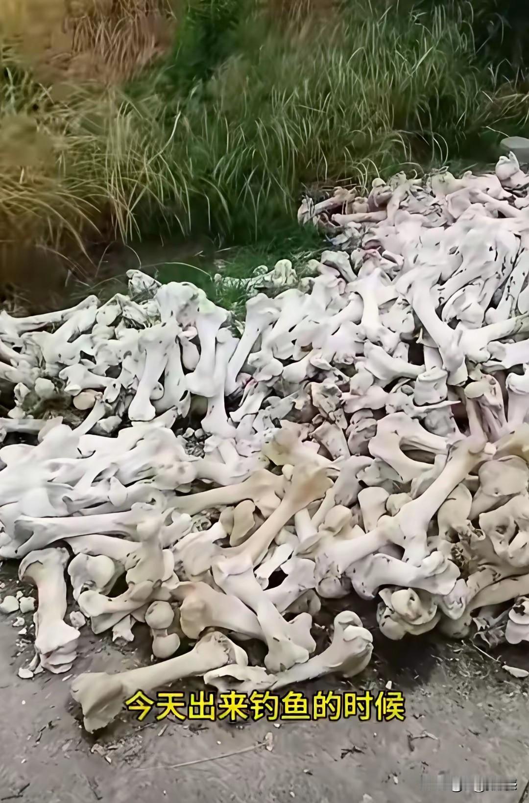 福建一个调鱼爱好者出来钓鱼，无意在路边发现了大量的骨头，数量看起来不少，没有一车