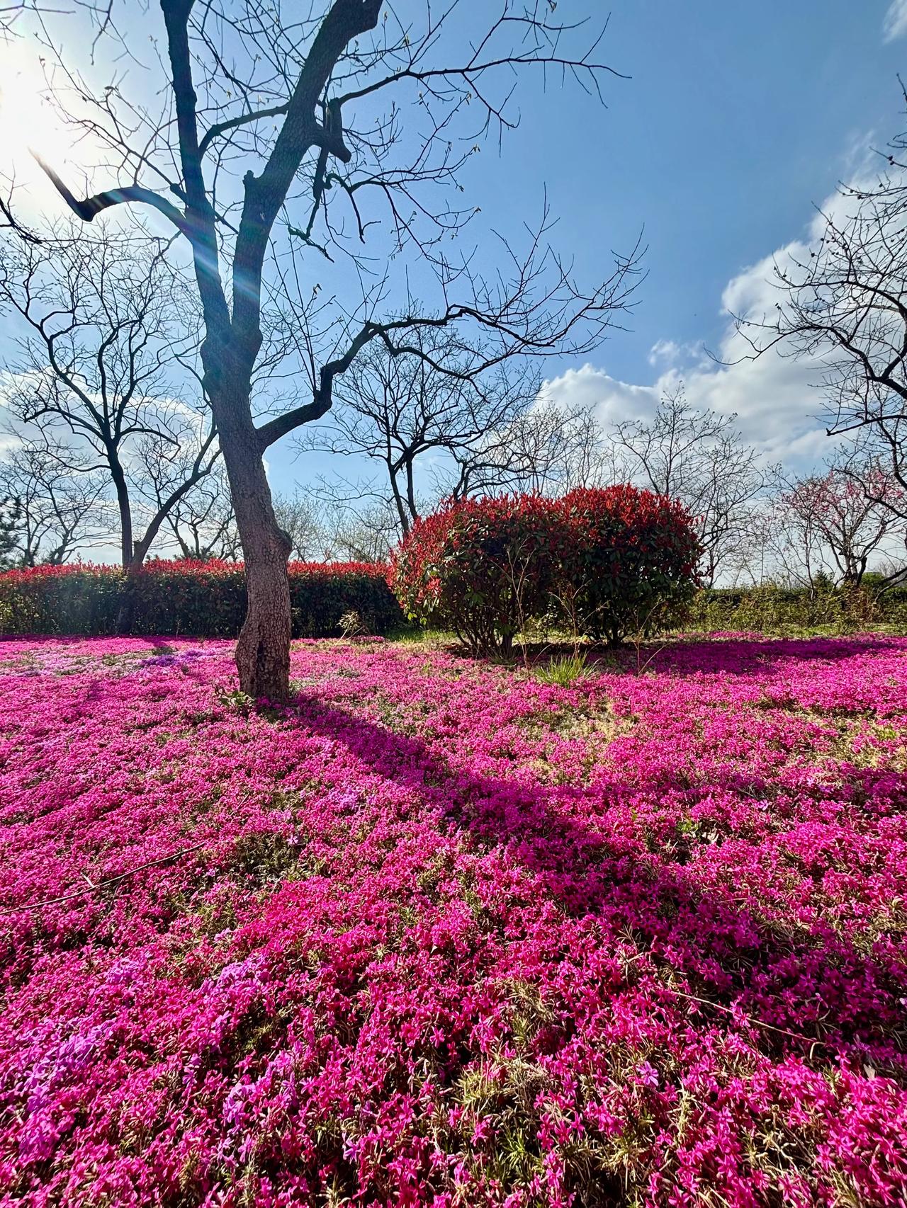 过分了！
太过分了！
美的太过分了！
青岛浮山。@今日头条 分享几张家乡的田野照