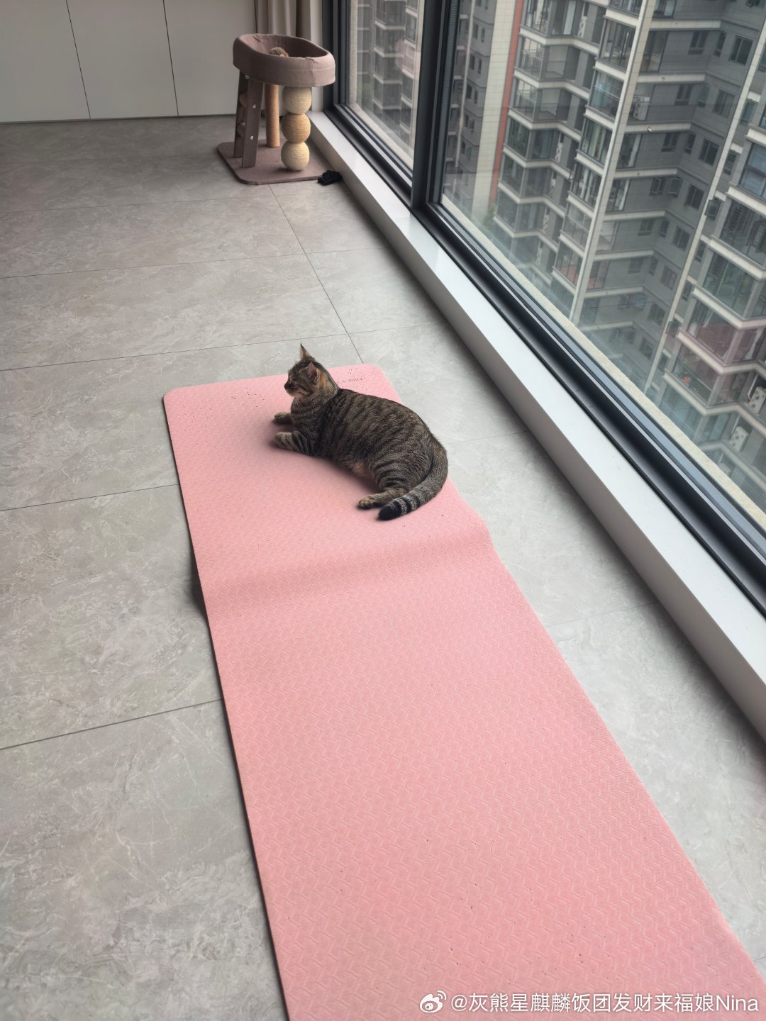 打卡春晓芭杆训练第四天 来福在监督[嘻嘻] ​​​