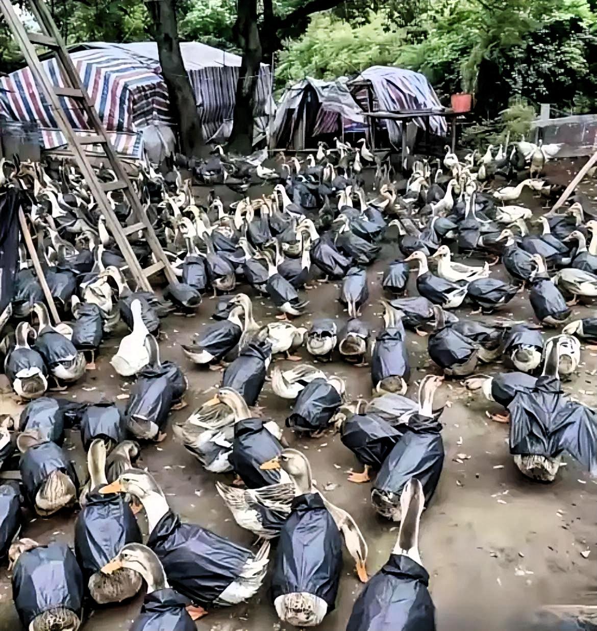 江苏徐州养殖户的养鸭场最近火了，有人逛场时直接看愣了：上千只鸭子全被套上了统一的