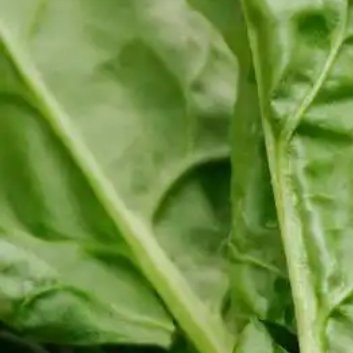 种植 🥬菠菜种植最简单方法如下：1. 种植时间：菠菜一年四季都可以种植，春秋季