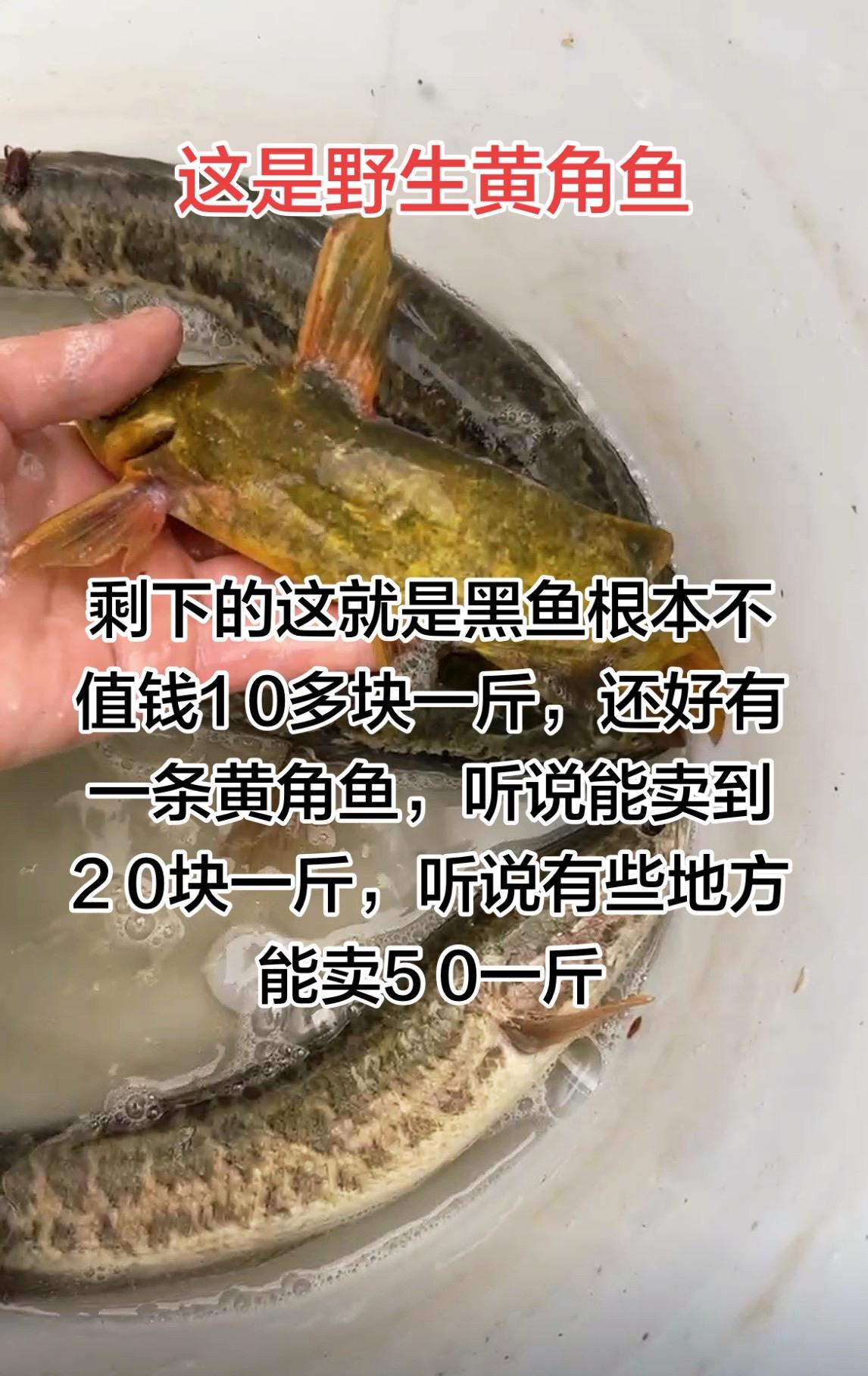 这些鱼全部都是纯野生的，这黄角鱼就比较值钱一点了，听说能卖到20多一斤。这个黑鱼