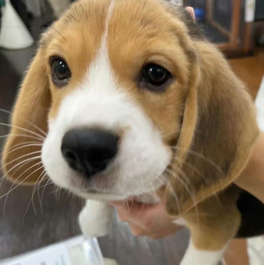 还在赏味期的奶香奶香的比格犬 ​​​