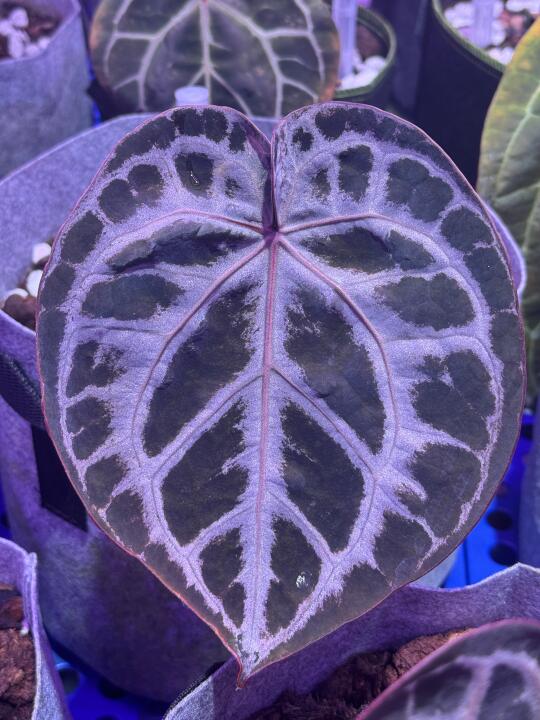 “植物人”的工作风雨无阻