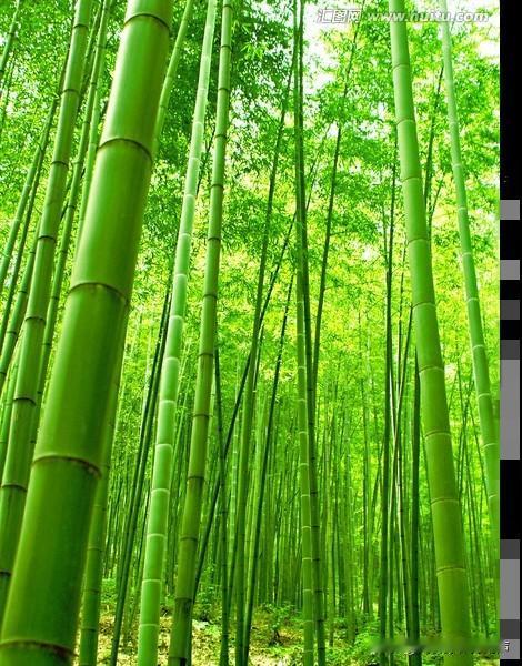 竹子对炒股的启示！

今天朋友一起去踏春，看到一片竹林，清一色的新竹挺拔向上，如