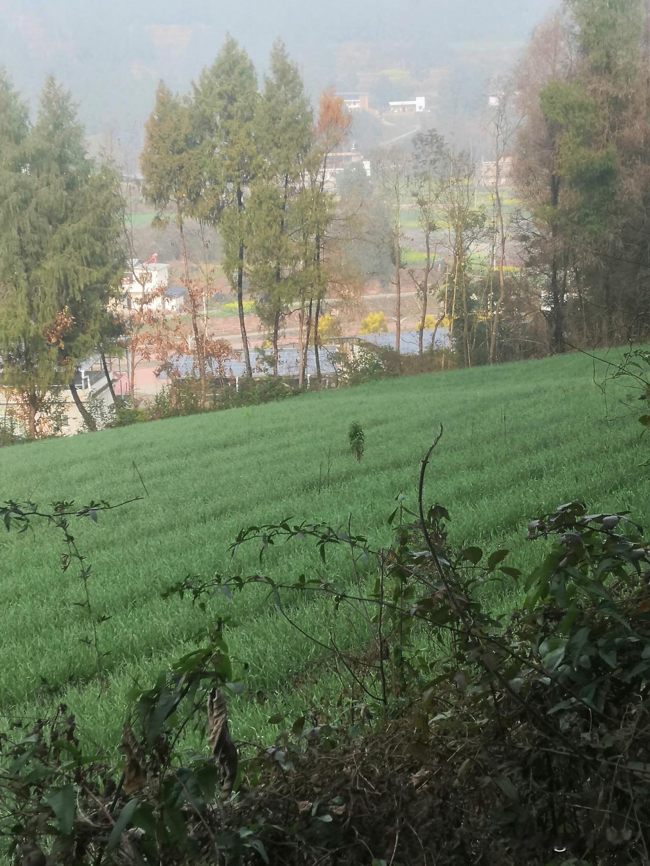 田野的故事，田野的发展，诉说着当代人农村的幸福，诉说着美丽农村的称号，绿油油的庄