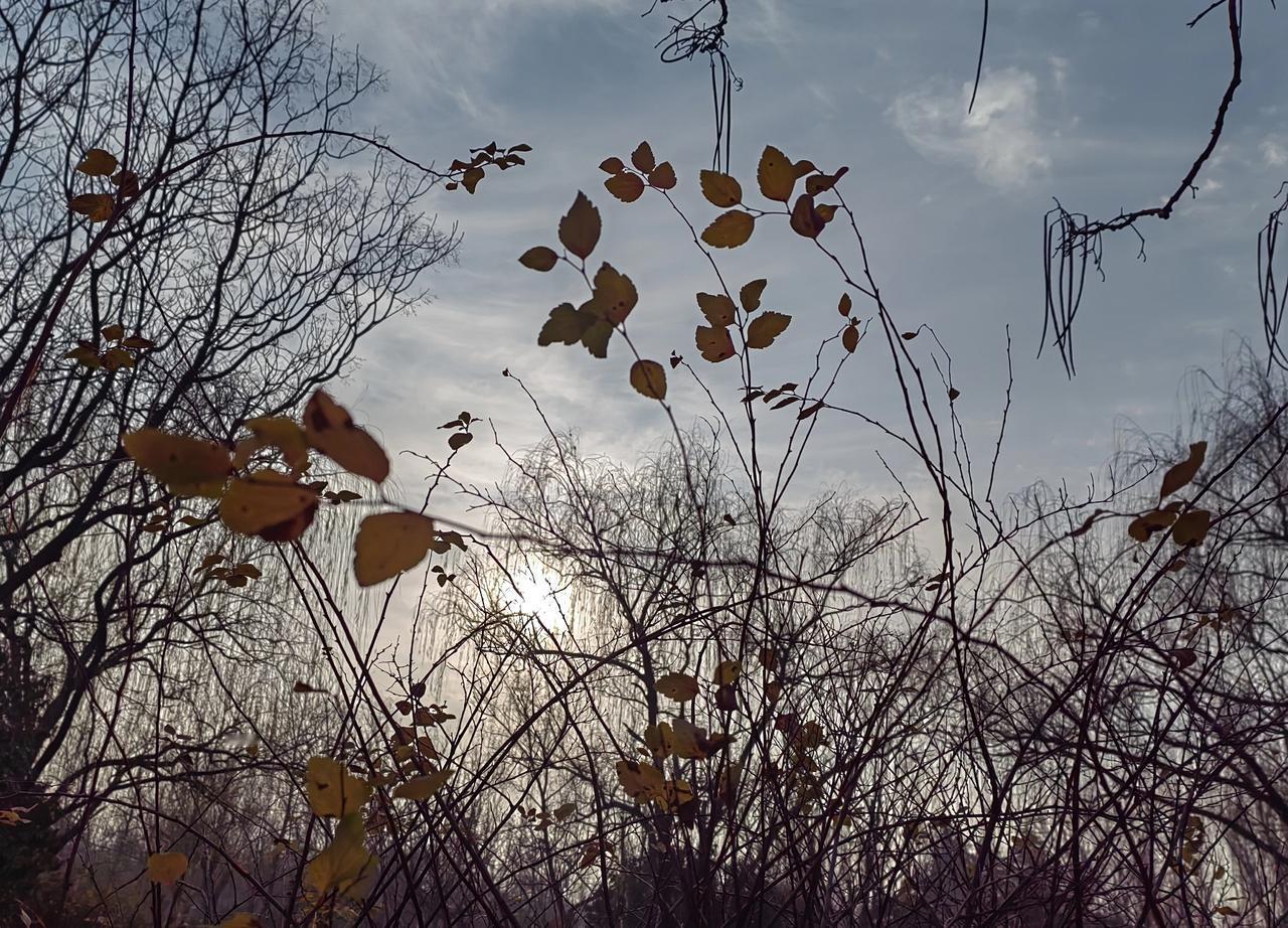 不知道是不是真的：有媒体说日本米价比2024年上涨了1.5到2倍，价格高得难攀，