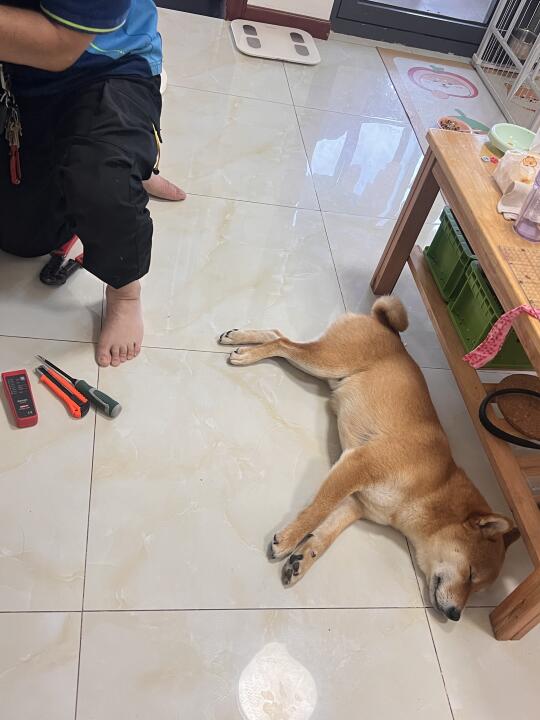 放家里有人来维修网络我的狗belike