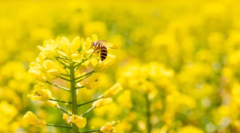 我昨天拍的油菜花。那一大片金黄的油菜花田，简直是视觉盛宴。我站在田埂上，微风拂过