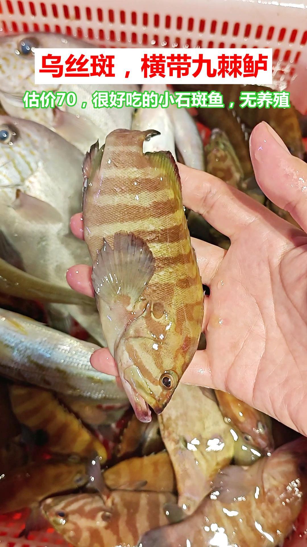 湛江摸鱼：6种石斑鱼，5个有养殖逃逸嫌疑

1、当天很多乌丝斑，横带九棘鲈，估价