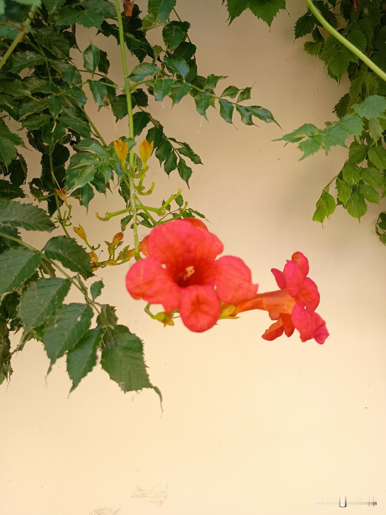 ——凌霄花，已然盛开得花枝招展，不经意的就会出现在视野中。