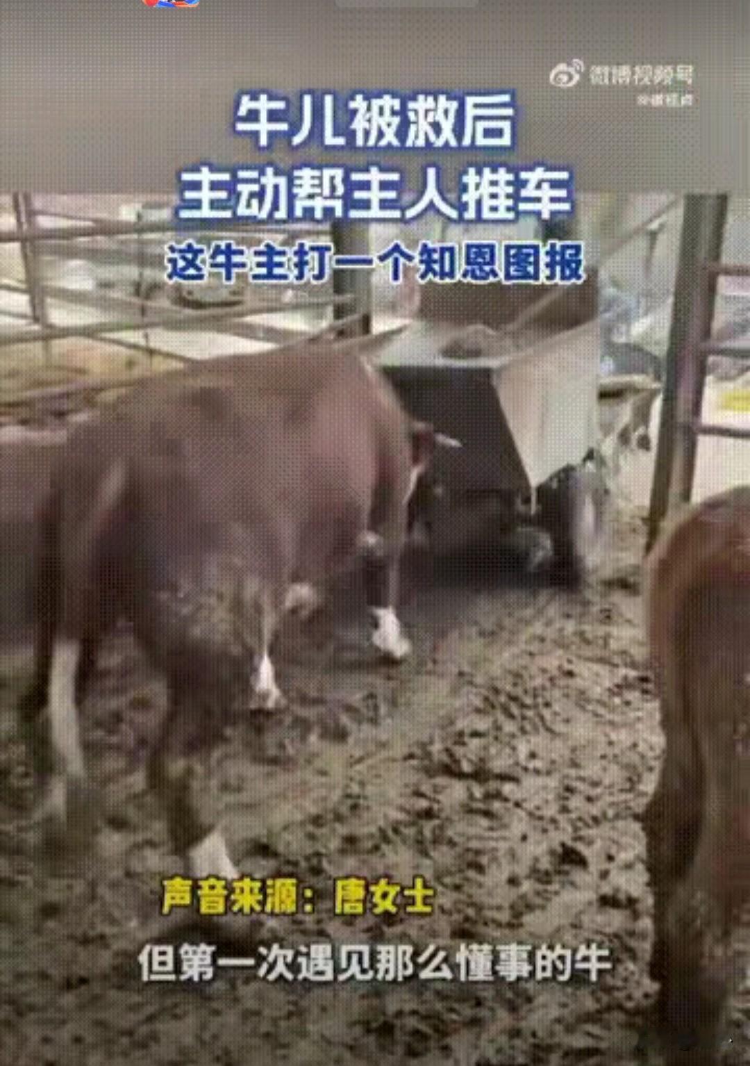 这个故事中的那头牛表现出异常的行为，似乎具有一定的“智能”或“情感”。在现实中，