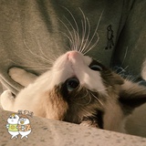 阿猫聚聚娱乐
