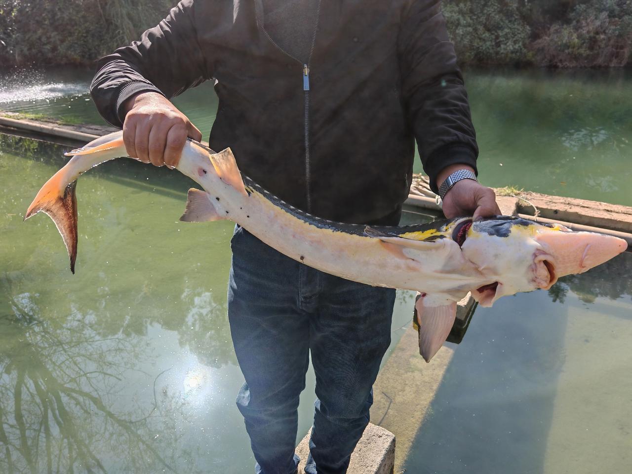 没图别硬跟，线组2+1正口