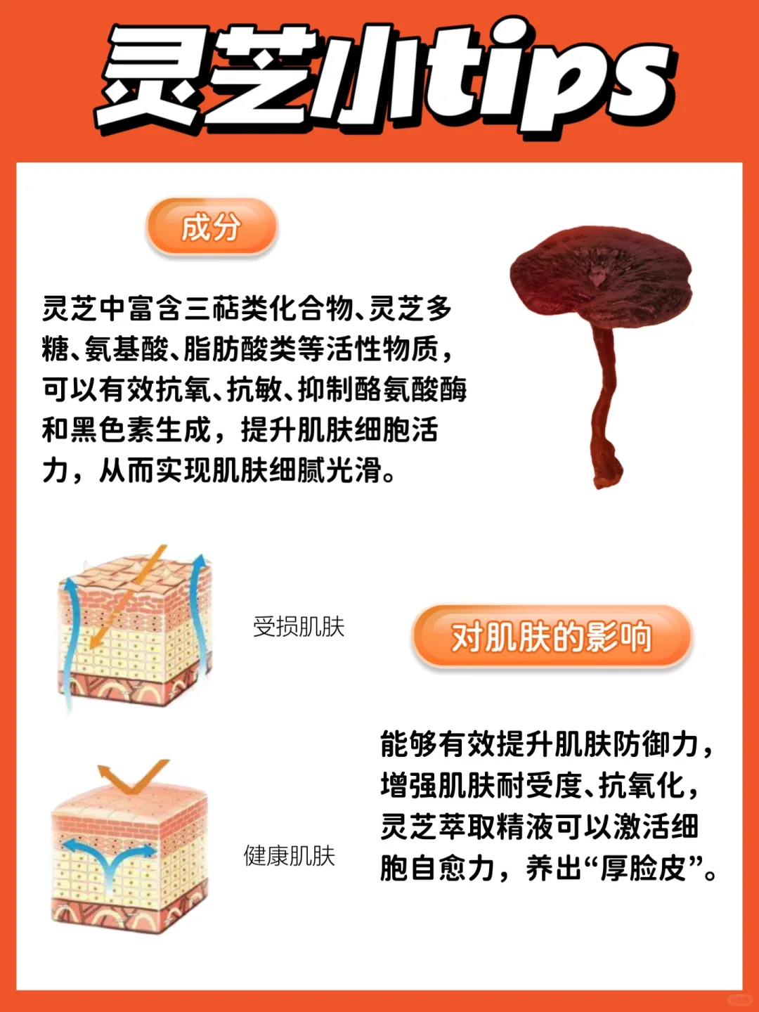 抗老Next Level！用灵芝抗老！
