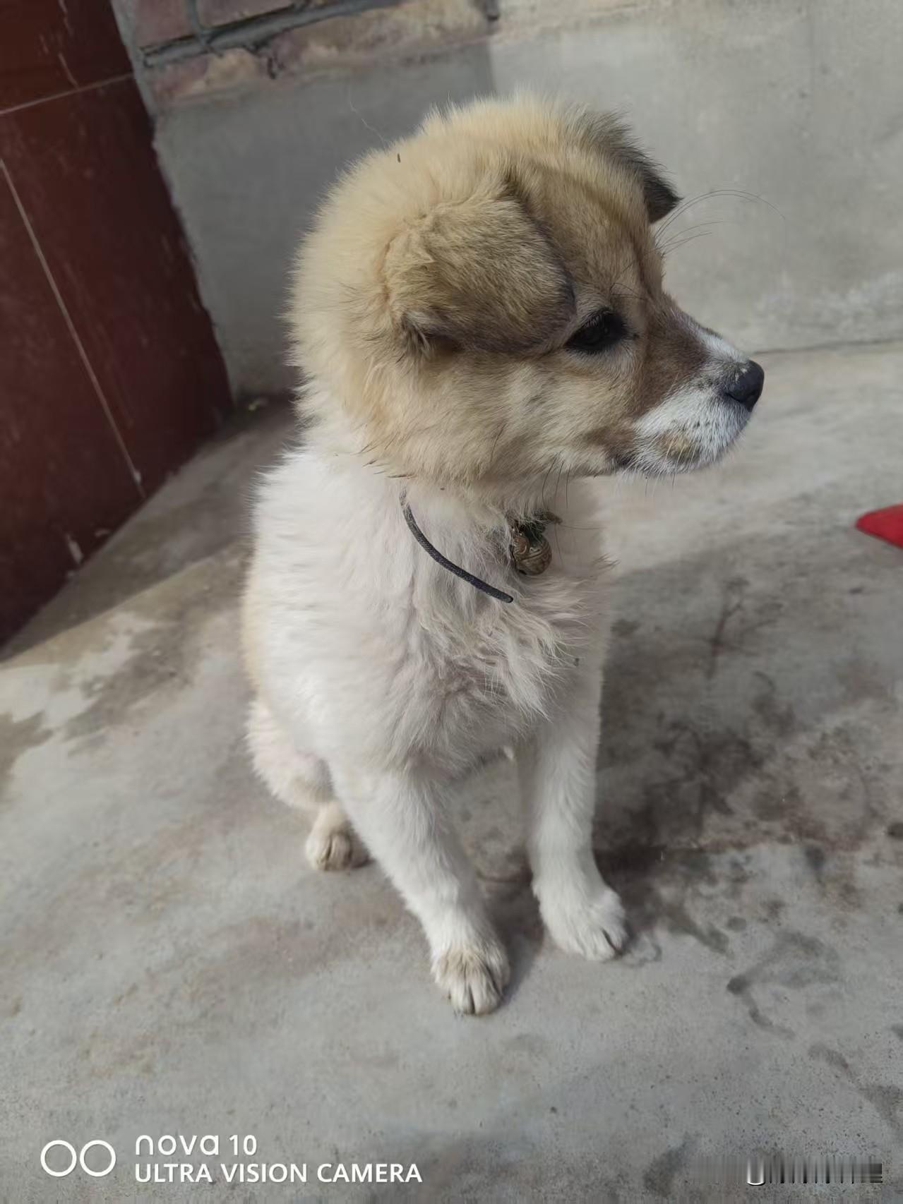 我家的小暖团子
 
我家新来的小土狗，圆滚滚像个蓬松的小毛球，黄脑袋白身子，脖子