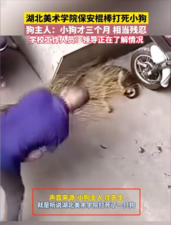 太残忍了！湖北武汉，男子花3000元买的幼犬跑到高校门口，被保安持棍当场打死，学