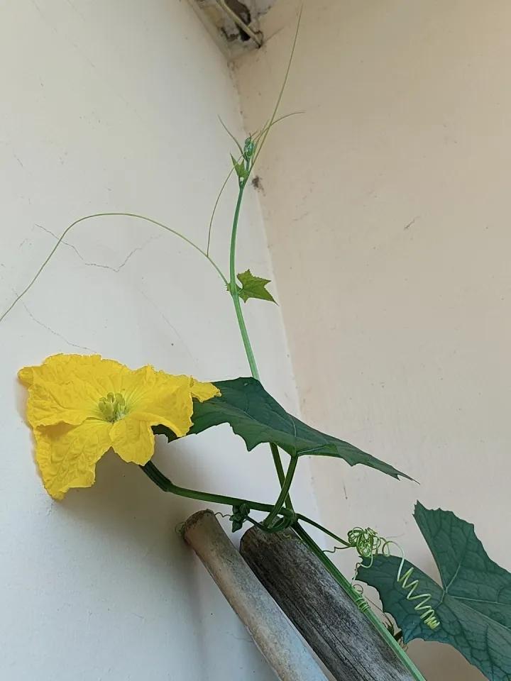 前段时间，我在阳台喝水，看到闲置了很久的花盆里长出了一棵不知名的植物。嫩嫩的，小