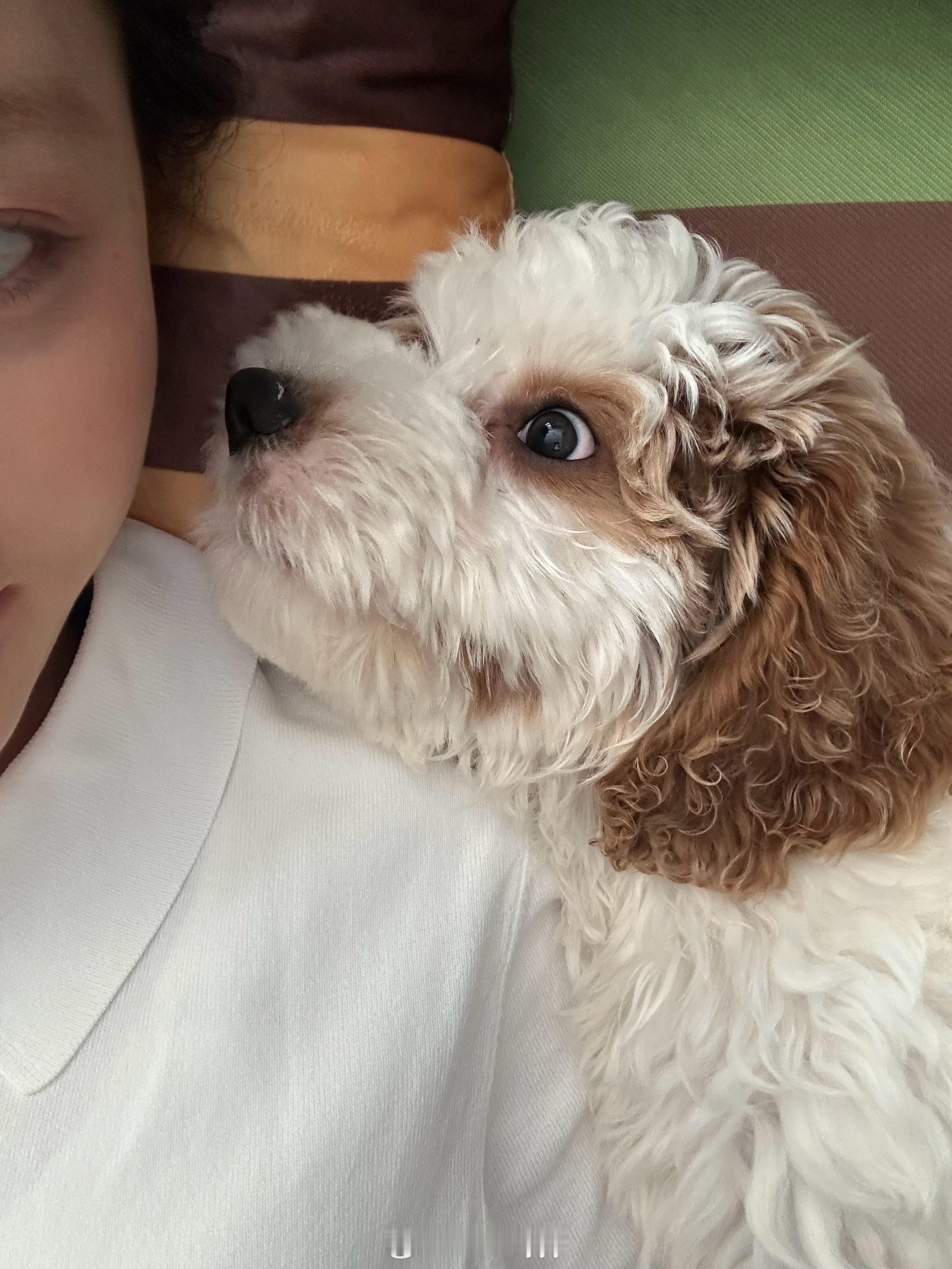 很会撒娇的🐶 ​​​