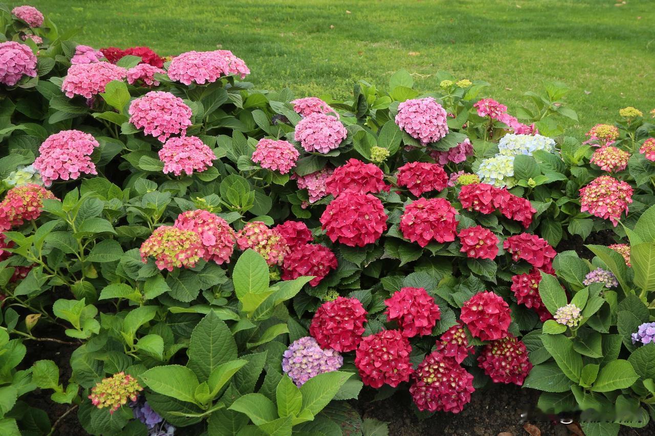 2026春天的上海国际花展，这一次的主会场之一安排在前滩的滨江绿地。四月是上海一