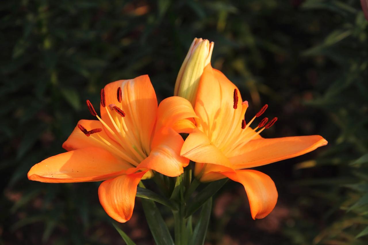 还真去了！[赞][赞][赞]花依然盛开着，而且人似乎不多。照片拍得真漂亮，取景也