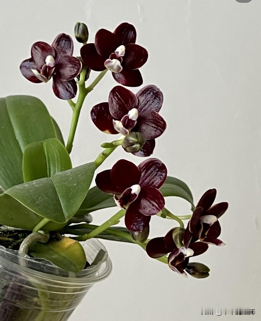 金黄黄
 natsume ' s Berry little treasure 1