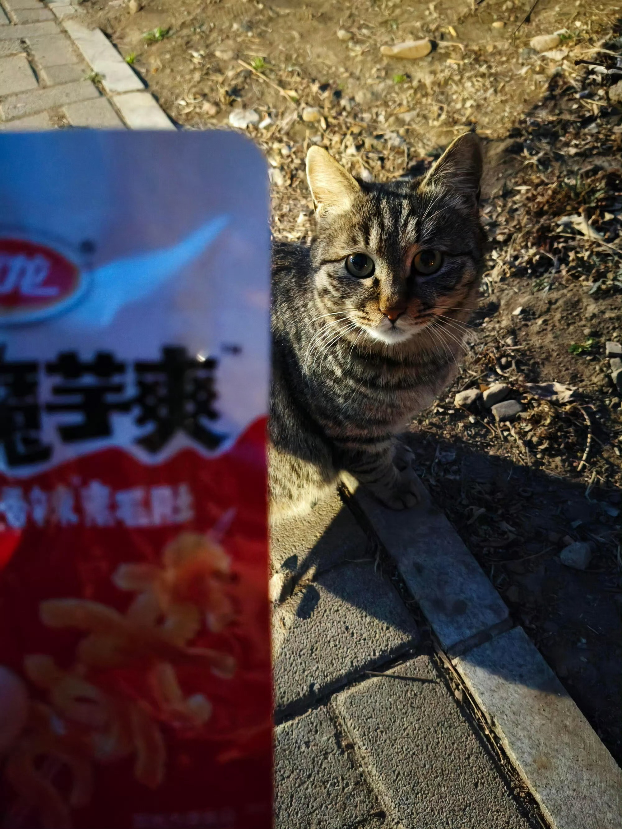 对不起咪，人带错猫条了 ​​​