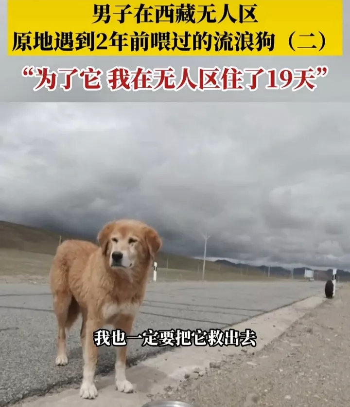 近日，一男子驾车重游西藏无人区，遇见了两年前曾经喂养过的流浪狗，既高兴又感慨，因