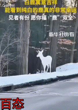 太幸运了，有人拍到白鹿。我在网上查了一下，在传统文化和现代语境中，看

到白鹿普