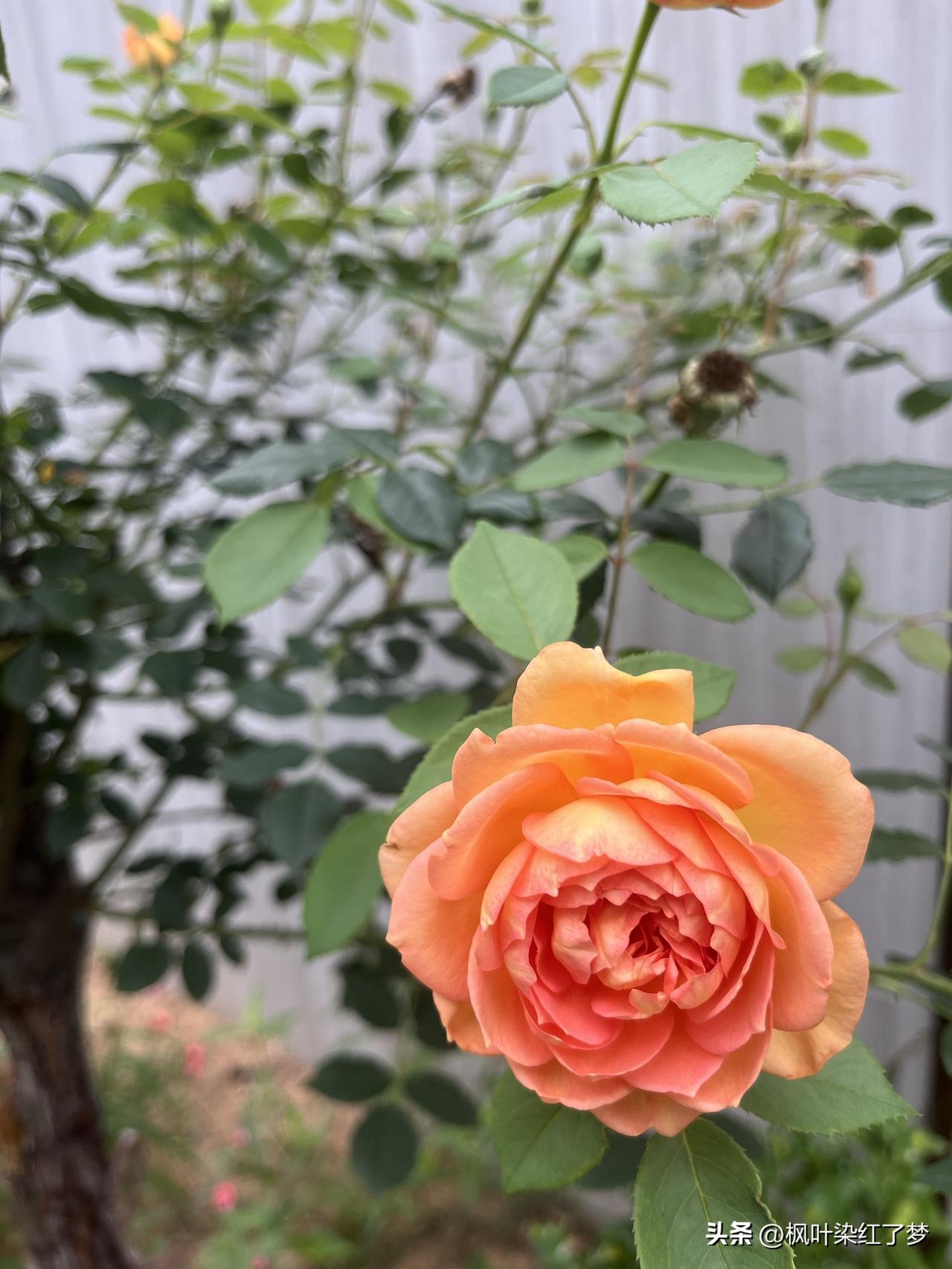 北京中医药大学教授曲黎敏说：
“人要旺自己，养磁场，最顶级的养生不是运动，也不是