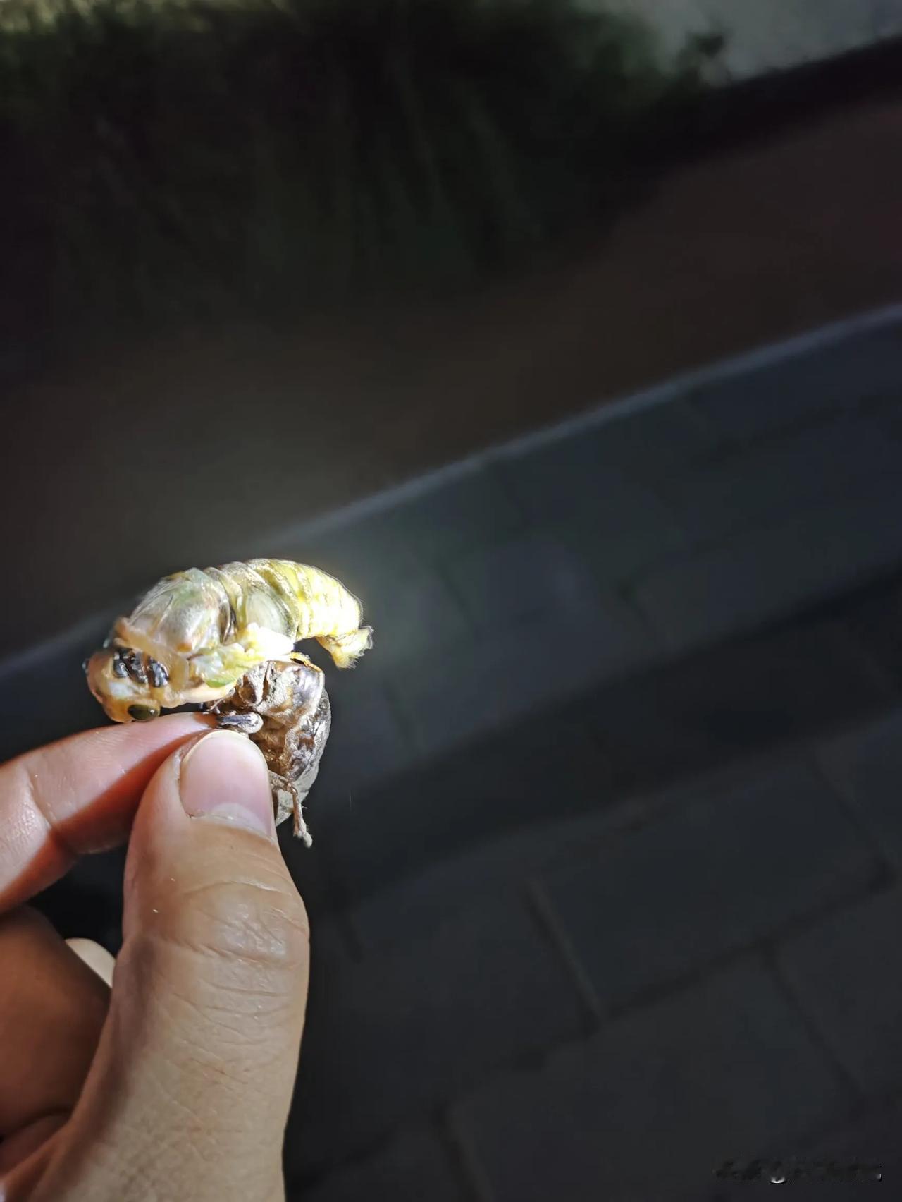 金蝉脱壳

昨天晚上带孩子去公园玩，小伙伴的妈妈抓到一只正在脱壳的蝉蛹，我们现场