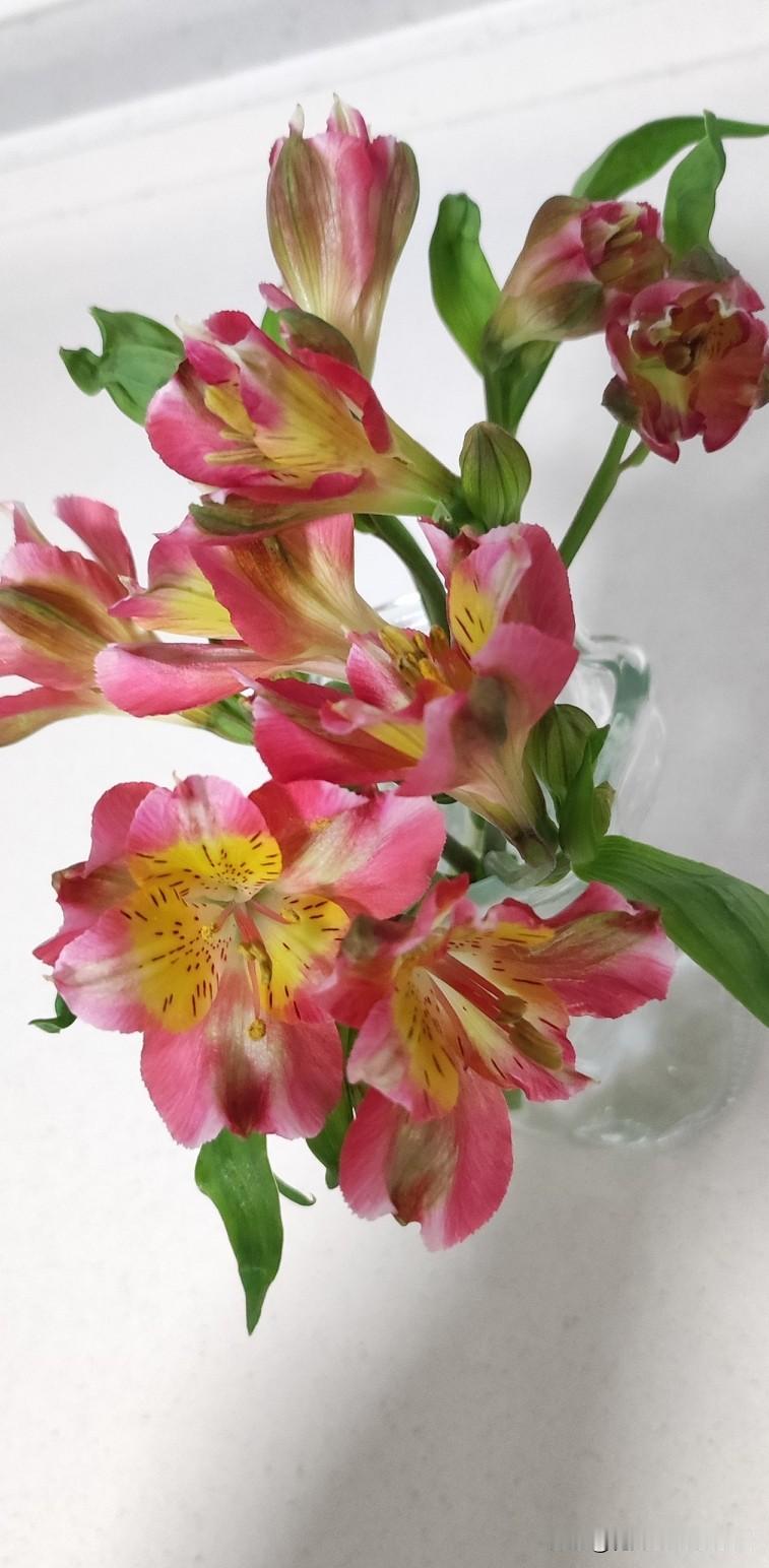 看吧看吧！
我的水仙百合开花了，漂亮吧？
叮咚买菜上顺手下单的水仙百合，周五到家