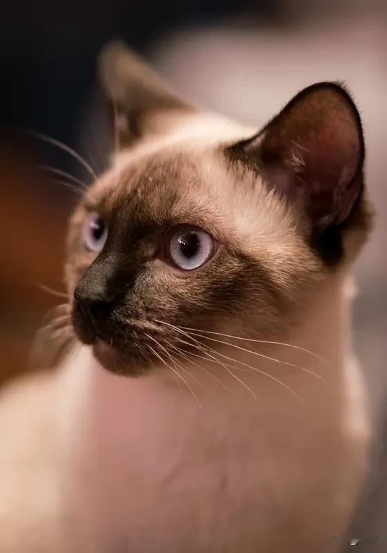 暹罗猫和布偶猫的区别是什么? 暹罗猫和布偶猫虽都是大型猫种，但区别可大了。暹罗猫